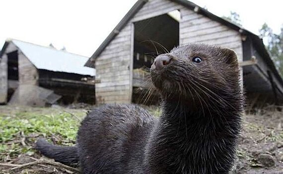 Татарстанских норок протестировали на COVID-19