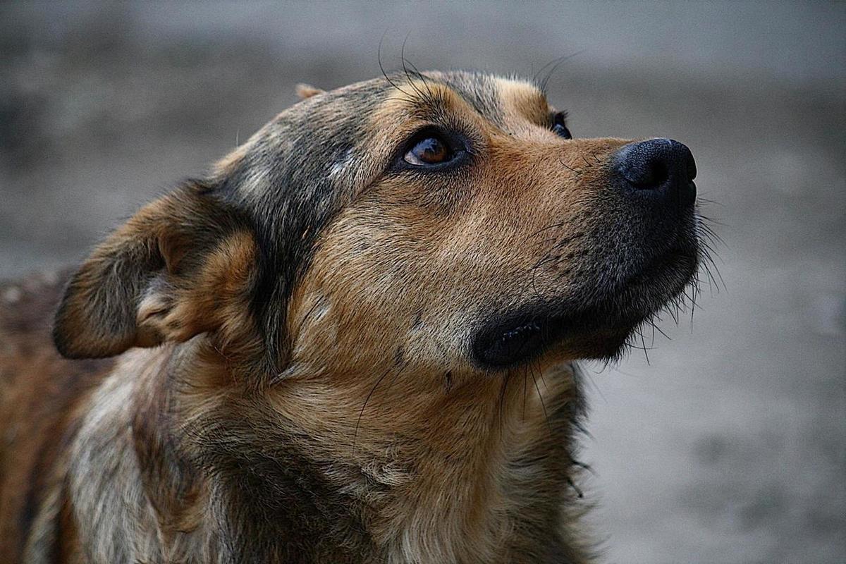 В Магаданской области официально разрешили усыплять бездомных животных