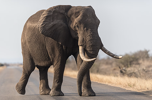 В Индии при столкновении с поездом погибли слоны