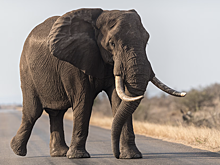 В Индии при столкновении с поездом погибли слоны