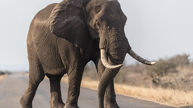 В Индии при столкновении с поездом погибли слоны