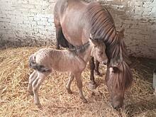 На заставе родился жеребёнок