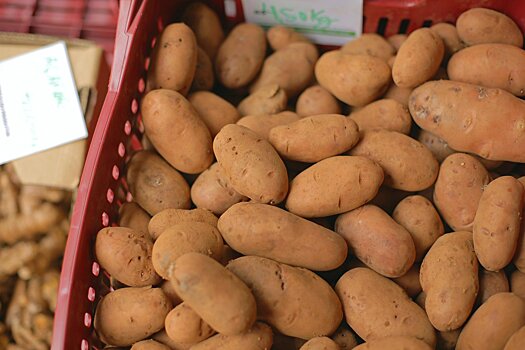 В Подмосковье 205 картофелехранилищ начали принимать собранный урожай