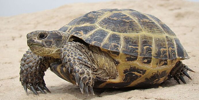 Обнаруженных в Оренбурге контрабандных краснокнижных черепах передали экологам