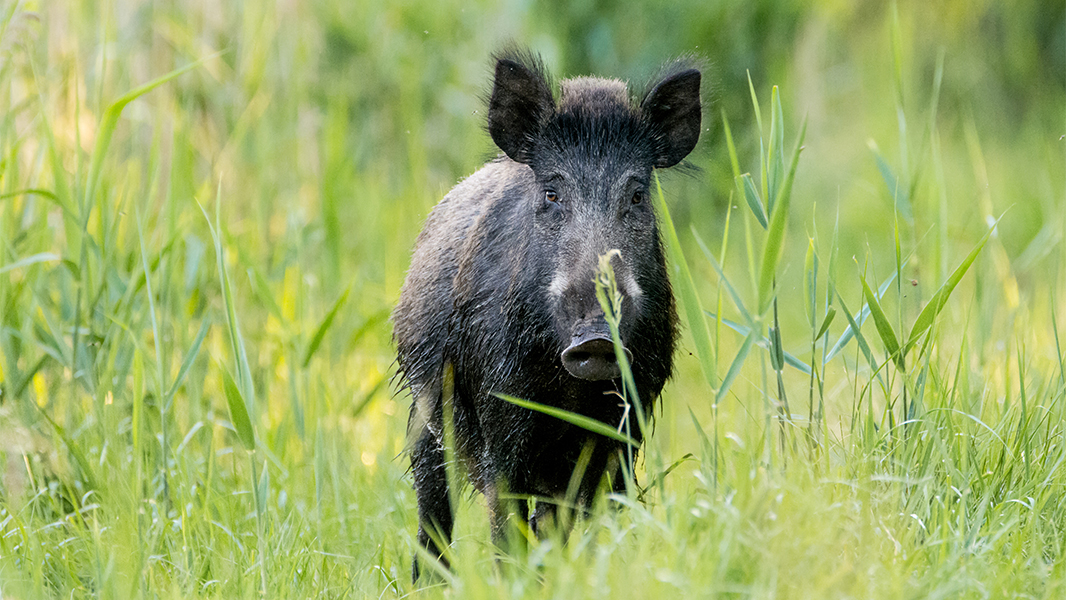 В Эстонии начнут убивать кабанов ради украинской армии