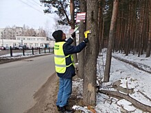 Ярославцев будут штрафовать на 500 тысяч рублей за травмирование деревьев
