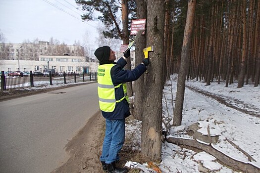 Ярославцев будут штрафовать на 500 тысяч рублей за травмирование деревьев