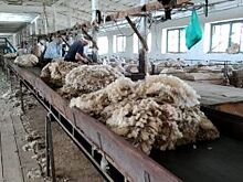 Овцеводы Ставрополья получили 55 млн субсидий за производство шерсти