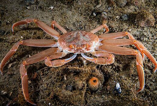 В Приморском океанариуме появился краб-долгожитель