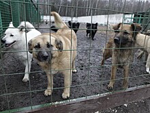 Как ведется отлов бродячих животных?