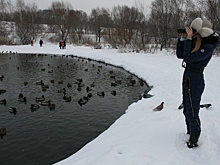 В Кузьминках посчитают водоплавающих птиц