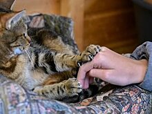 Подросток заразился от кошки инфекцией с симптомами шизофрении