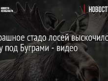 Бесстрашное стадо лосей выскочило на дорогу под Буграми - видео