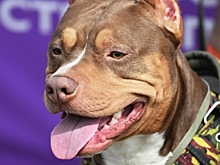 В России выступили против расширения списка опасных пород