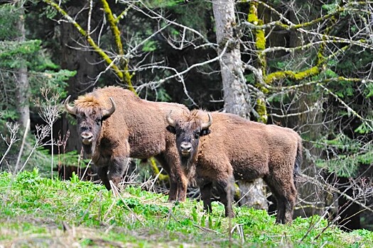 Из Кавказского заповедника в Абхазию передадут 6 зубров