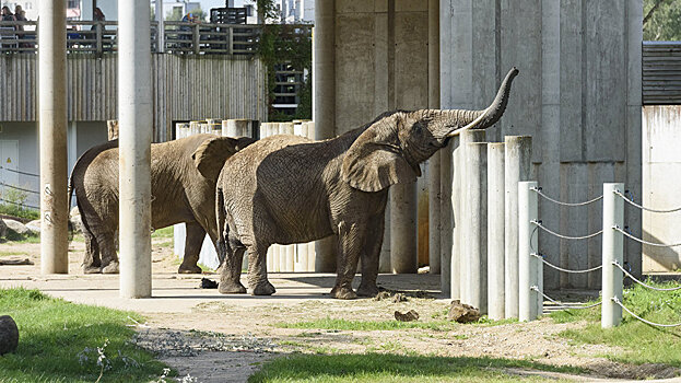 В Таллиннском зоопарке начинается месяц слонов
