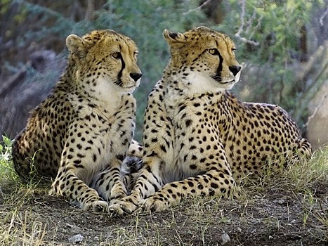 Туристы сняли на видео групповой секс гепардов