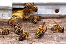 В Красноярском крае из-за химикатов погибли 20 миллионов пчёл