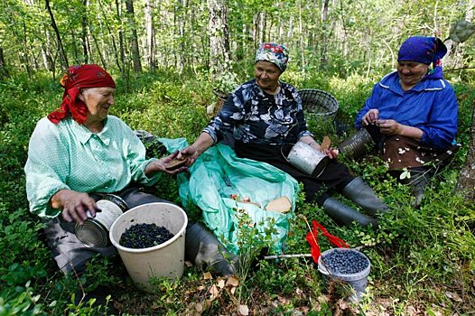 Поможет ли заготовителям закон о дикоросах?