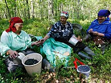 Поможет ли заготовителям закон о дикоросах?