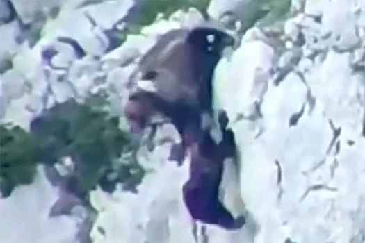 Защищавшая детеныша медведица упала с высоты и выжила