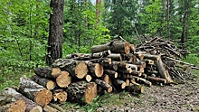 Порядка 20 куб м древесины собрали в Ступинском лесничестве в рамках экоакции «Чистый лес»