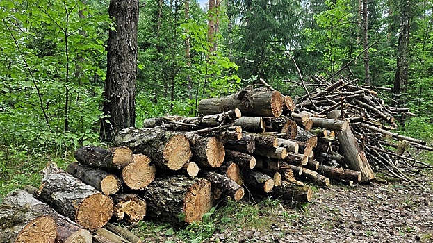 Порядка 20 куб м древесины собрали в Ступинском лесничестве в рамках экоакции «Чистый лес»