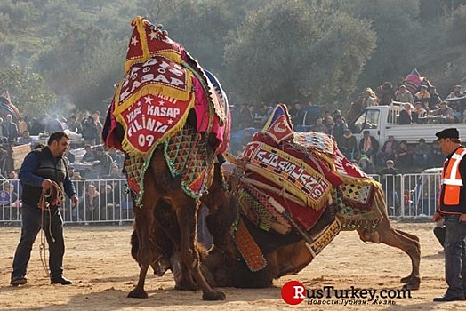В Турции начался сезон верблюжьих боёв