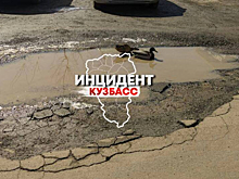 Утки поселились в большой луже в кемеровском дворе