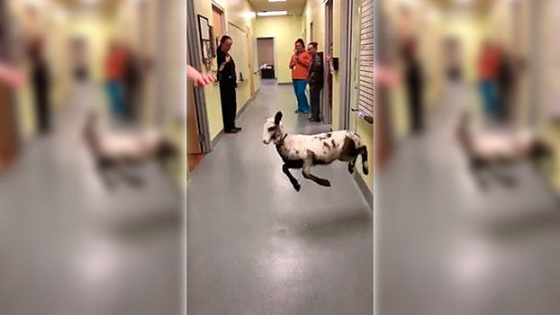 Зажигательные танцы ягненка и ветеринара попали на видео