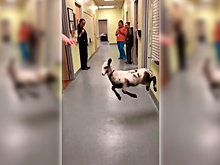 Зажигательные танцы ягненка и ветеринара попали на видео