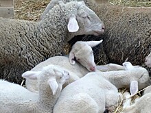 Камеры запечатлели, как к офису «Новой газеты» привезли овец