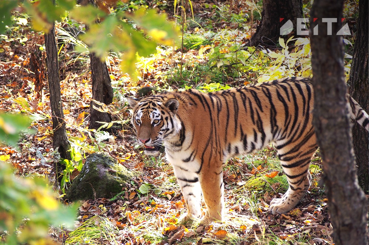 Конфликт дальневосточников и тигров хотят решить сенаторы