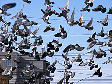 Россиян предупредили о возможных эпидемиях