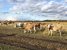 Как американец открыл русскую деревню: простые вещи, которые его удивили