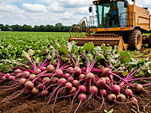 В Мордовии средняя урожайность сахарной свеклы составляет 421,4 центнера с гектара