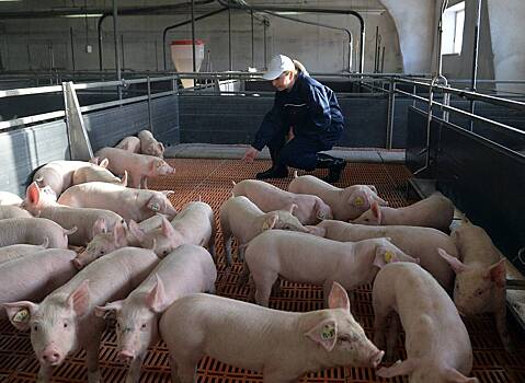 Российские свиноводы спрогнозировали резкий рост поставок за рубеж