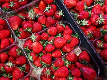 Урожай клубники на Ставрополье вырос на 8%