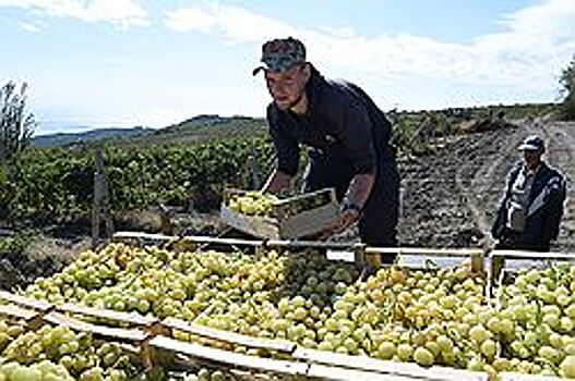 Виноград пересадили