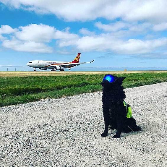 Этот пес отпугивает всех птиц, которые могут помешать самолетам в аэропорту Ванкувера.