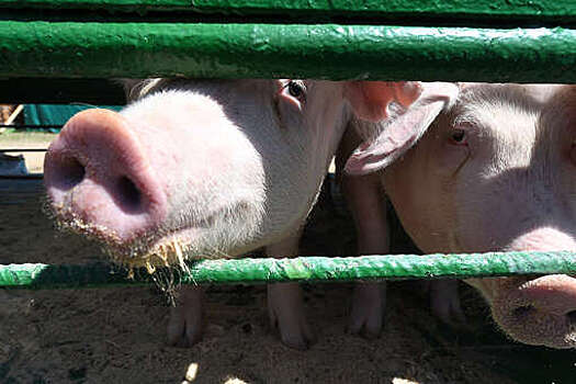 Жители Рязанской области выступили против строительства свинокомплексов