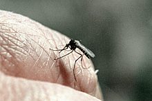 Раскрыт самый привлекательный для комаров тип людей