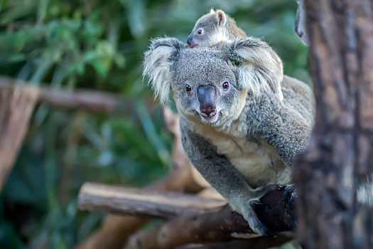 Смотрите, какая малышка-коала родилась в Австралии впервые после пожаров