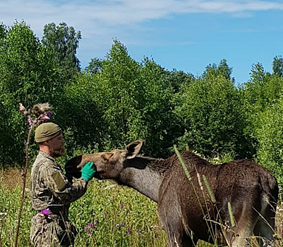«Убили самого доверчивого лосенка»: владелец частного хозяйства просит помощи