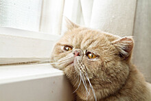 Ученые из США предупредили, что среди кошек может циркулировать похожая на коронавирус инфекция
