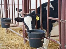 "Чтобы начать свое дело на селе, нужно быть миллионером"