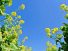 Листовая высокоурожайная горчица с отредактированными генами одобрена Минсельхозом США