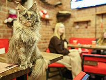 Антикафе с животными просят для себя закон