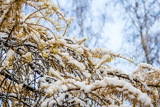 Тепло до +6ºС и дожди: погода удивит кузбассовцев на неделе