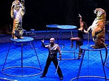 «Тигриная коррида»: в Ярославль приехал цирк Никулина на Цветном бульваре